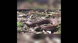 Common Death Adder And Northern Death Adder Acanthophis Antarcticusacanthophis Praelongus