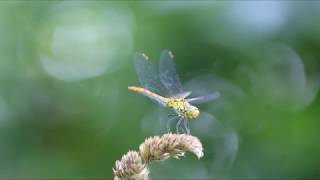 Libellule Test De La Mise Au Point Vidéo Canon 1Dxmk2 Af Dual Pixel