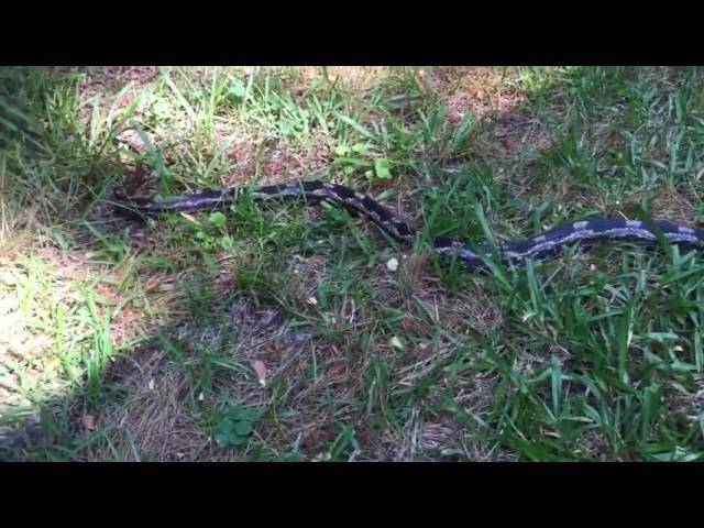 Snake Bites At Woman’s Camera - Video