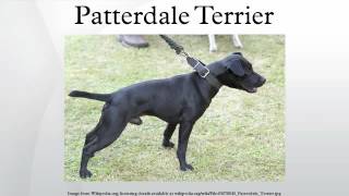 Patterdale Terrier