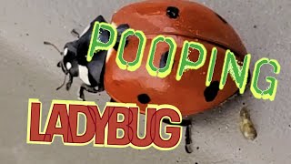 Ladybug Pooping In Slow Motion