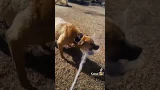 Apbt Kane