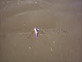 videos de sirenas reales