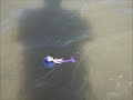 videos de sirenas reales