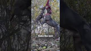 3 Month Old Apbt Insane Prey Drive