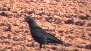 Carrion Or Hooded Crow Or Corvus Corone