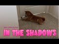 What a Shiba Inu Does in the Shadows