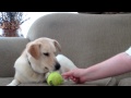 image Templemans Daily Boy And His Ball Day 933