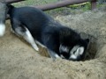 Alaskan malamute digging hole 2