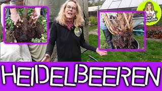 So Pflanzen Wir Heidelbeeren - Tipps Und Tricks Im Video