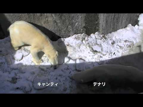 キャンディの階段後ろ上り~Pair of Polar Bear