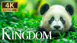 Ultimate Animals Kingdom 4K 🐾  Witnessing The Harmony Of Life In Earth's Film With Calm Piano Music