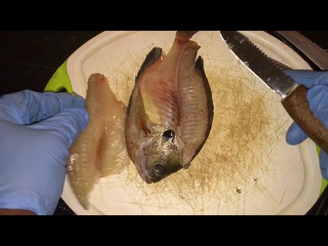 Watch How to fillet and fry bluegill using Louisiana style! Flavorful on YouTube.