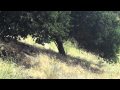 The .25/20 Winchester's Hunting Trip