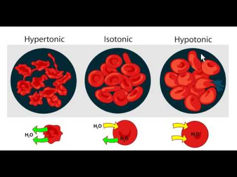 Red Blood Cells in Hypotonic Solution · RBC Lysis Red Blood Cells in Hypotonic Solution · RBC Lysis