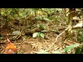 Ayam Hutan Boolodok images Ayam Hutan Boolodok