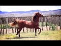 Meu Cavalo Show Mano Walter Clipe Oficial Meu Cavalo Show Mano Walter Clipe Oficial
