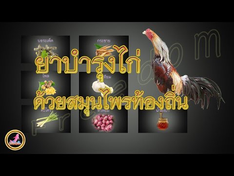 ไก่แข็งเเรงด้วยสมุนไพรใกล้ตัว...!!!