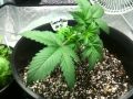 Snowryder Autoflower T5 Cannabis Grow (Day 17 from seed)