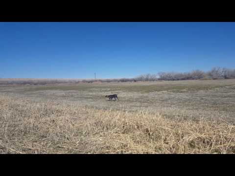 Birddog Training At Tinnin Hunt Club No Lunch For Chris Birddog Training At Tinnin Hunt Club No Lunch For Chris
