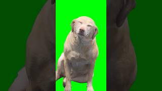 Green Screen Smiling Dog Meme