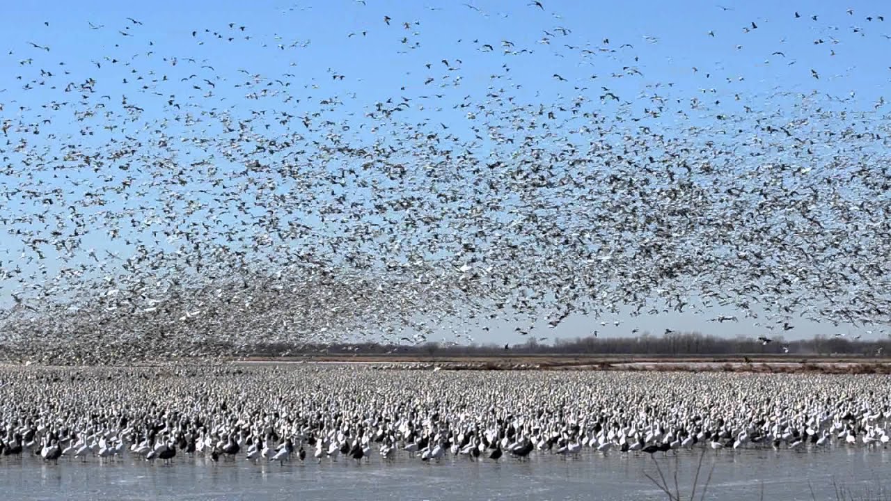 1 Million Snow Geese at Squaw Creek, Missouri. 2/11/2012 YouTube