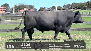 LOTE 136 - TOUROS ANGUS - LEILÃO SÃO BIBIANO 2021