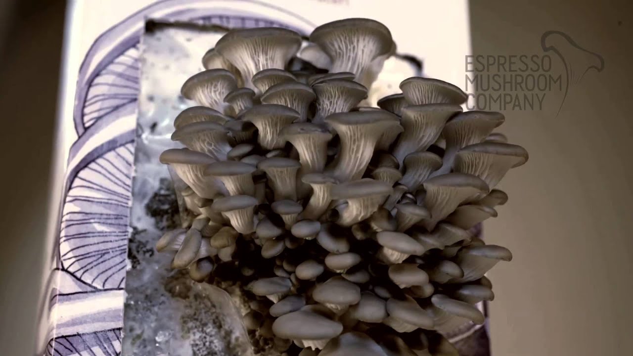 mushroom timelapse kitchen garden mushroom kit youtube mushroom timelapse kitchen garden mushroom kit youtube