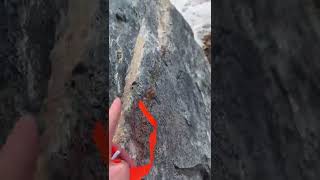Rock Of The Week D Ore Doyon Mine Quebec