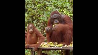 Orangutans At Feeding Platform.