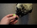 Chester the dog eats a lime