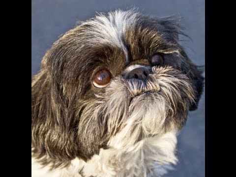 shih tzu personality problems nobility shih tzu personality problems nobility