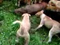Berburu Babi Menggunakan Anjing images Berburu Babi Menggunakan Anjing