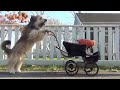 Bear Bear pushes Maurice in Victorian baby carriage