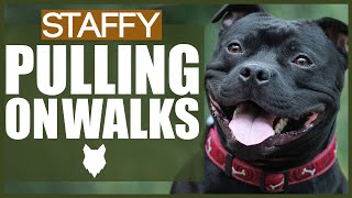 How To Stop Your Staffordshire Bull Terrier Pulling On Walks