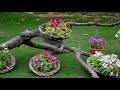My Beautiful Garden & lovely Roses