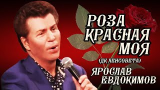 Ярослав Евдокимов - Роза Красная Моя (Дк Ленсовета)