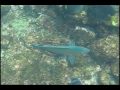 Galapagos Fish Video