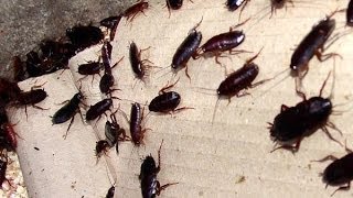 Vidéos populaires – Cafards et Roach bait