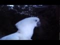 Cockatoo - Classification Cockatoo - Classification
