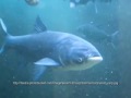 Asian Carp in the Great Lakes.mov