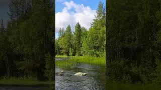 Soothing * Music 🍃 Forest Birds With Frogs And Distant River