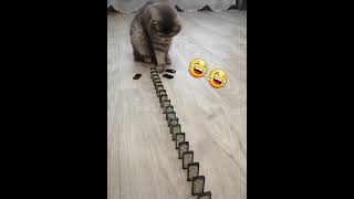 Ne Olduğunu Şaşıran Kedi