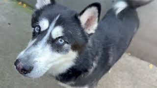 Ice A273490