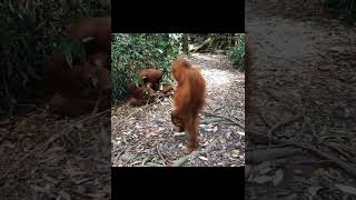Orangutans On Pathway.