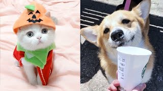 OMG! - Funny and Cute Dog and Cat Compilation 2020