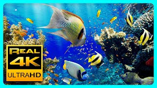 The Best 4K Aquarium for Relaxation II 🐠 Relaxing Oceanscapes - Sleep Meditation