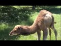 Camel Hump Day Baby Camel Likes Humpday images Camel Hump Day Baby Camel Likes Humpday