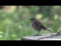 Видео Rufous-tailed Robin - Luscinia sibilans