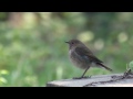 Video Rufous-tailed Robin - Luscinia sibilans